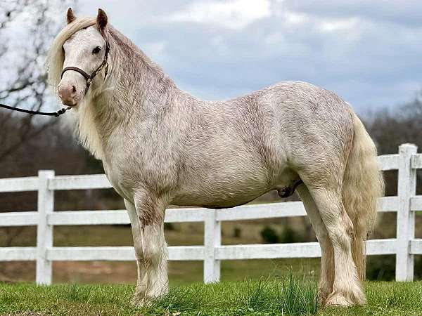 black-sabino-gypsy-vanner-mare