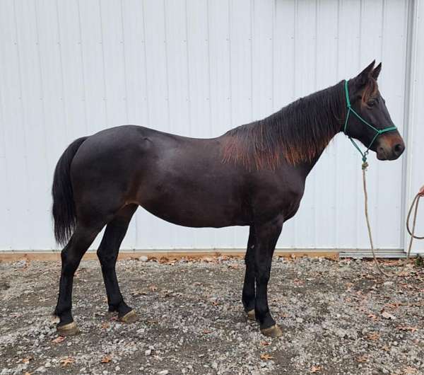 athletic-morgan-horse