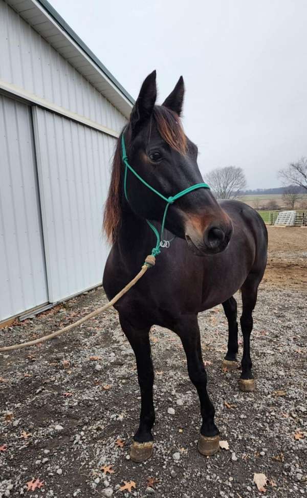 dressage-morgan-horse