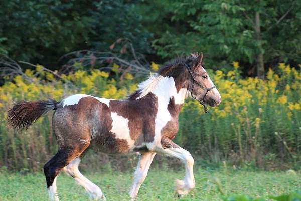 tobiano-horse