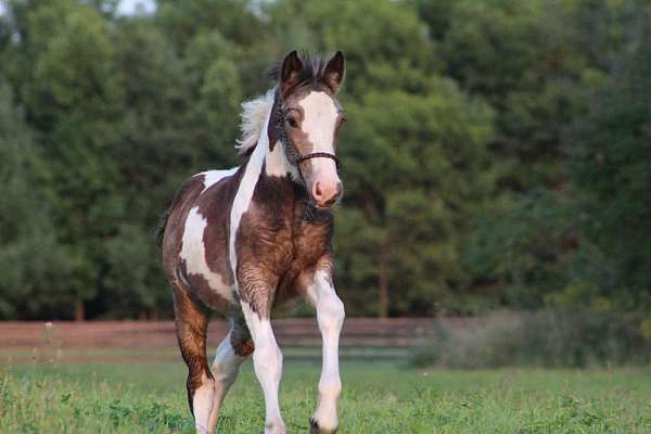 buckskin-tobiano-horse