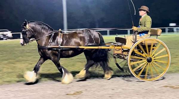 gypsy-vanner-horse