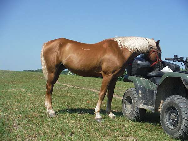 energy-saddlebred-horse