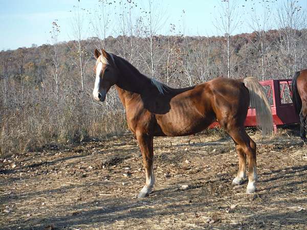 call-saddlebred-horse