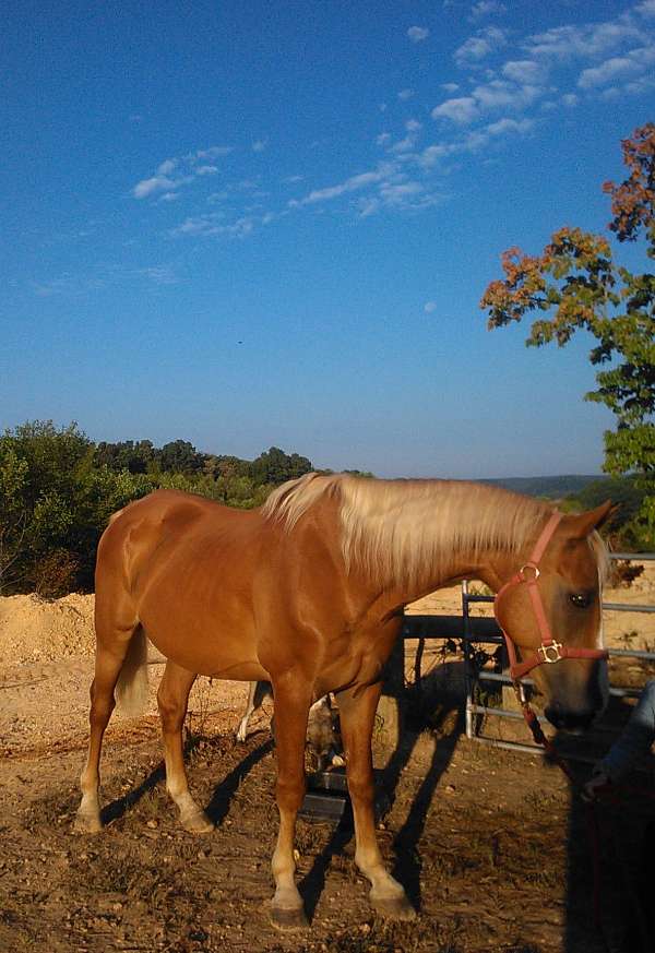 beginners-saddlebred-horse