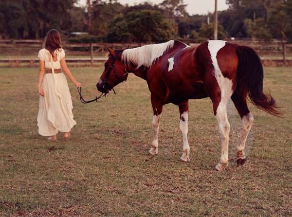 english-pleasure-quarter-horse