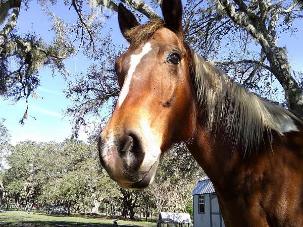 equitation-quarter-horse