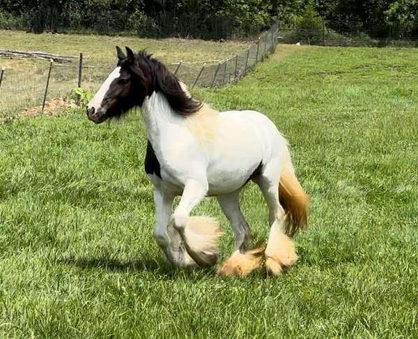 tobiano-horse