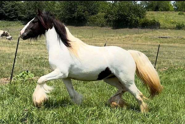 black-tobiano-horse