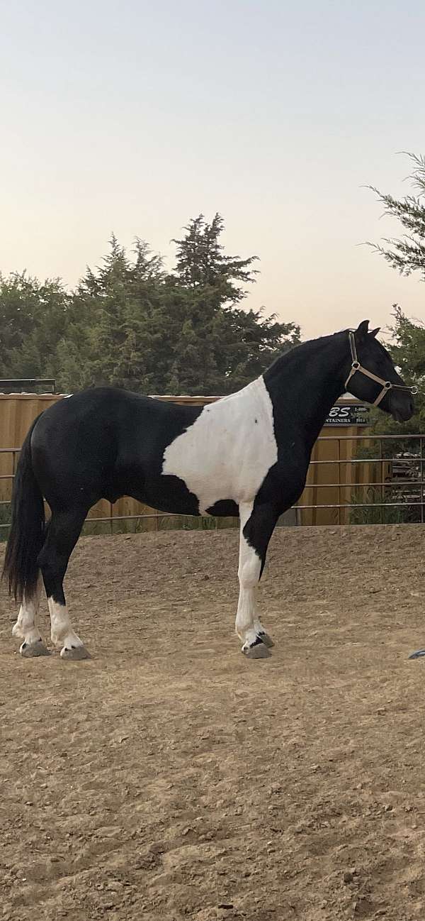 show-friesian-horse