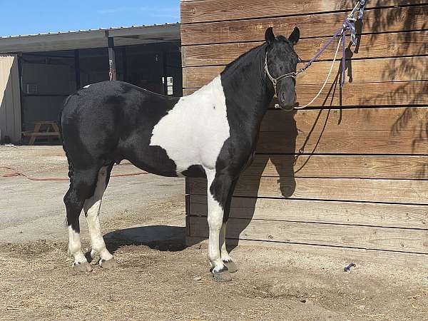 trail-friesian-horse