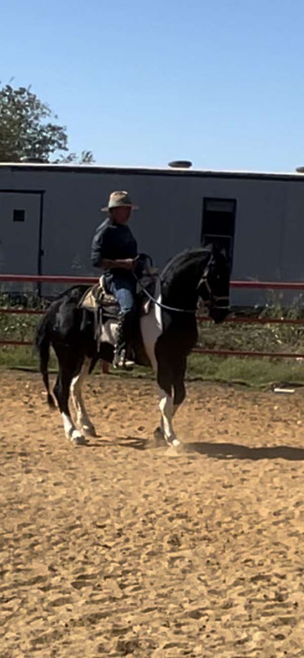 trained-friesian-horse