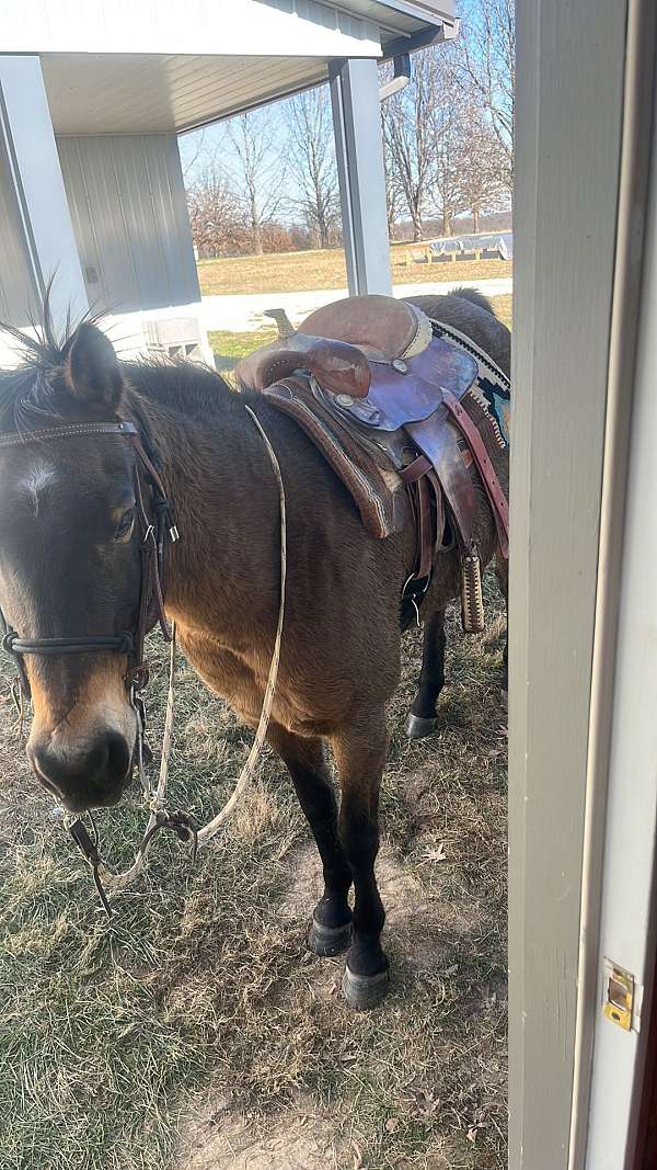 buckskin-eventing-trail-horse