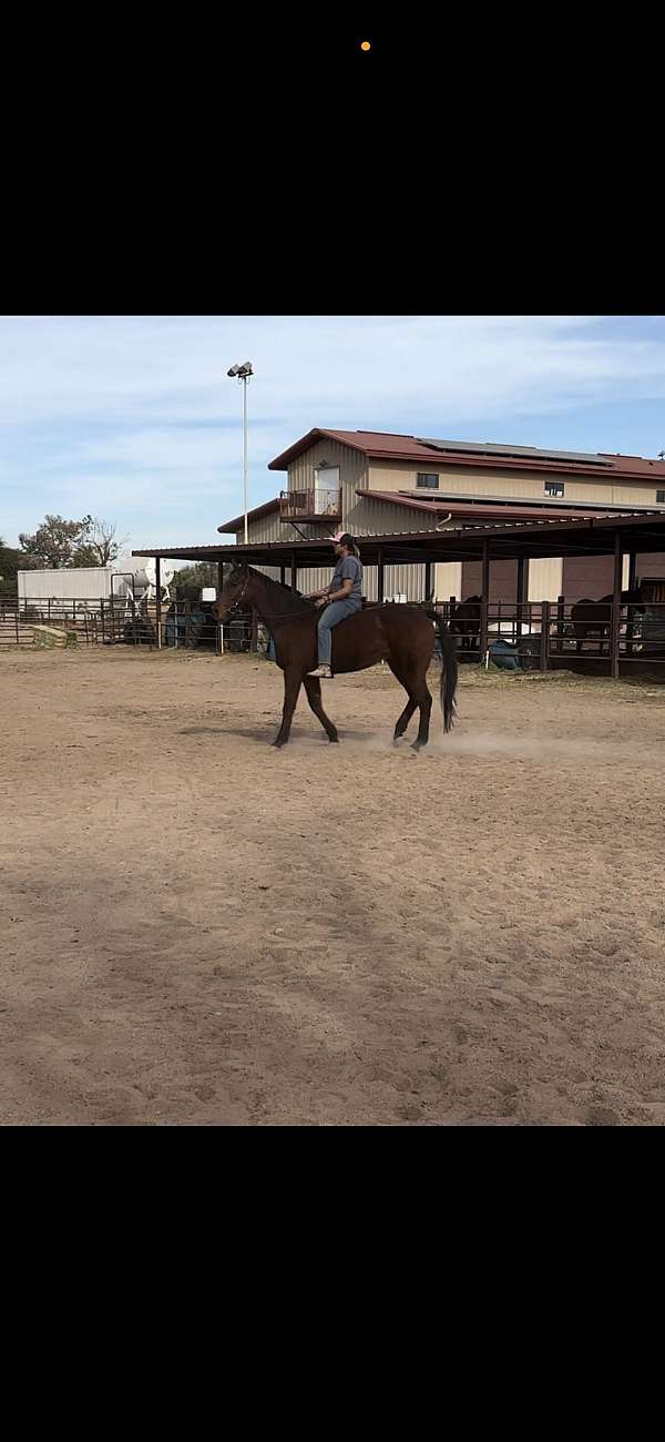 racing-thoroughbred-horse