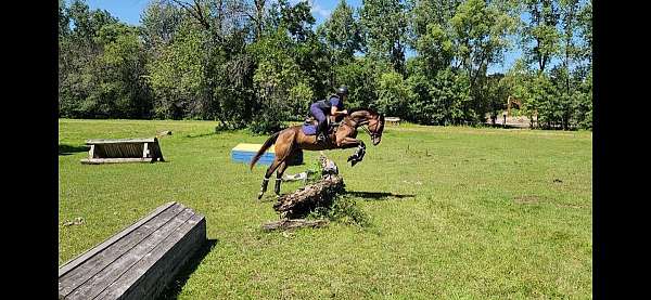 eventing-thoroughbred-horse