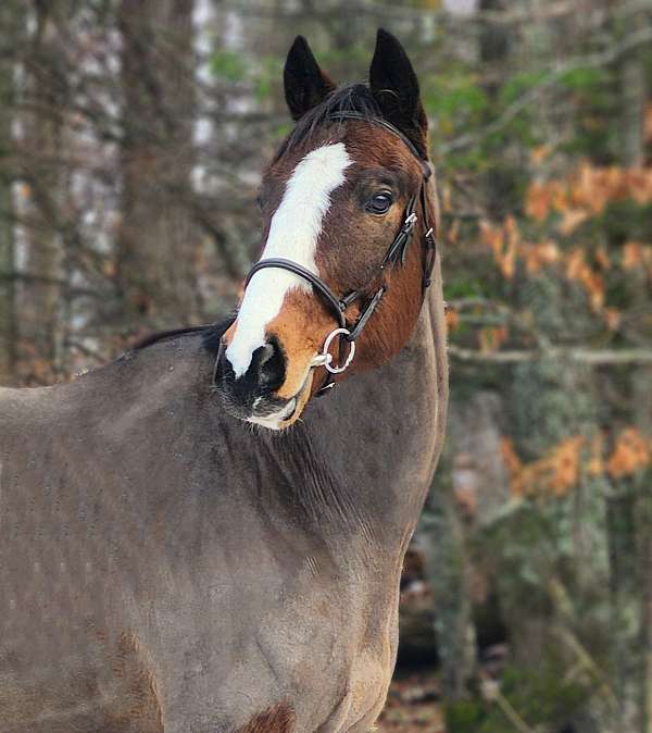 equitation-thoroughbred-horse