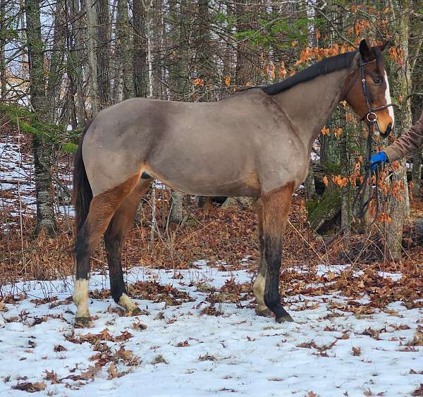 dressage-thoroughbred-horse