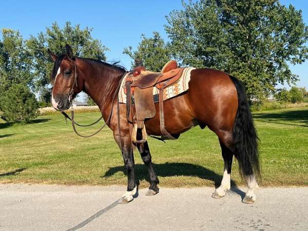 bay-white-draft-gelding