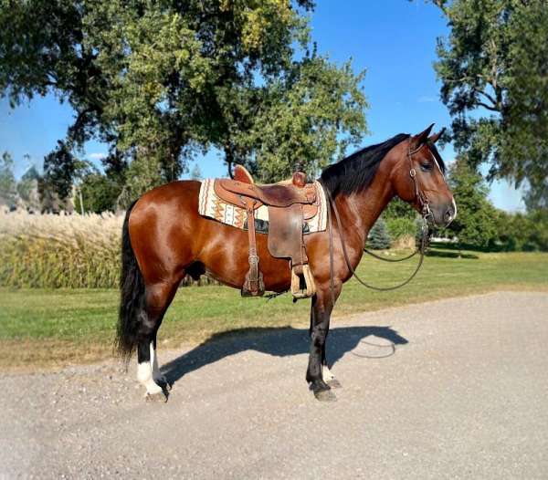 bay-white-cross-draft-horse