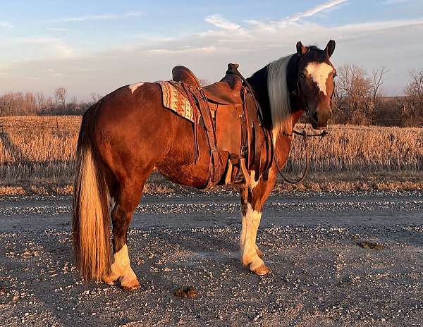 white-draft-gelding-mare