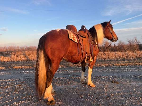 white-haflinger-gelding-mare