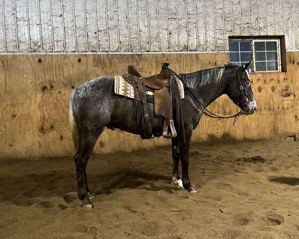 grey-white-appaloosa-gelding