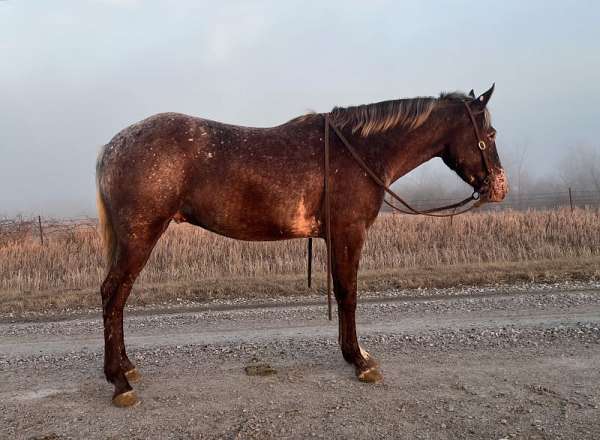 grey-appaloosa-gelding