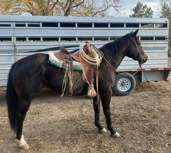 heel-ranch-quarter-horse