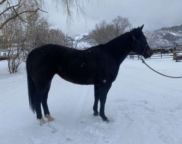 black-white-heel-ranch-horse