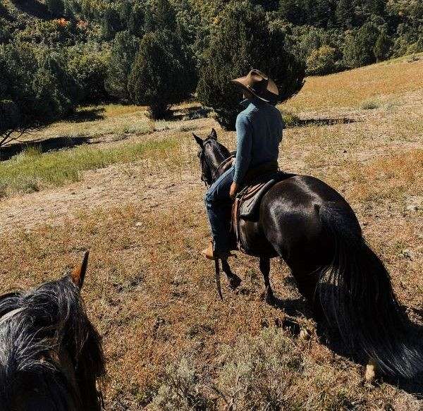 ranch-quarter-horse