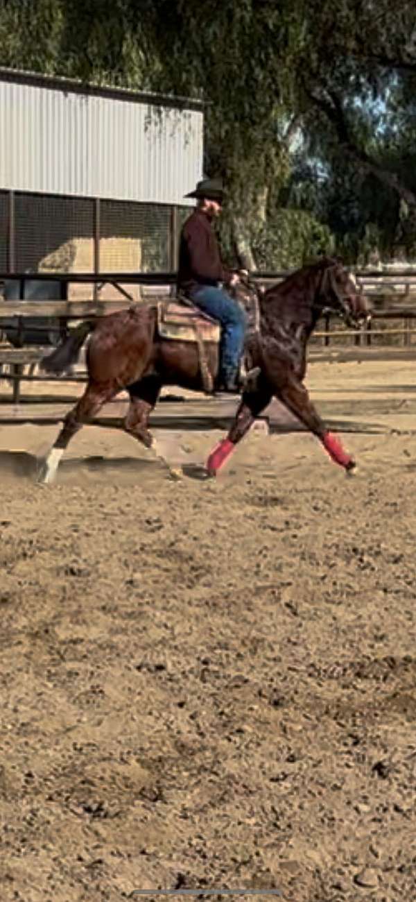 quarter-horse-for-sale