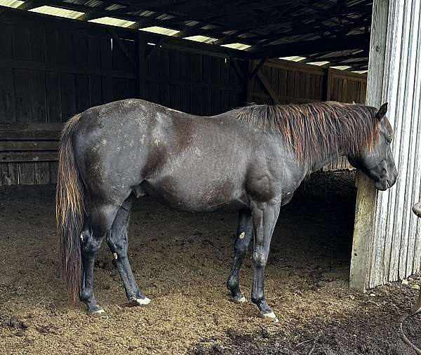 smokey-black-quarter-horse-stallion