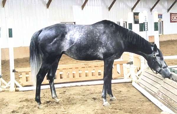 flying-lead-change-gelding