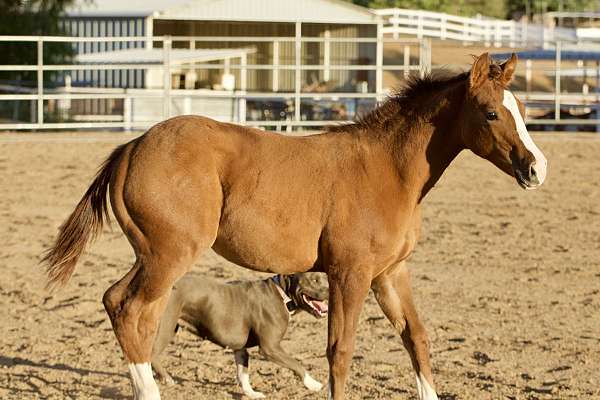 red-dun-blaze-socks-horse