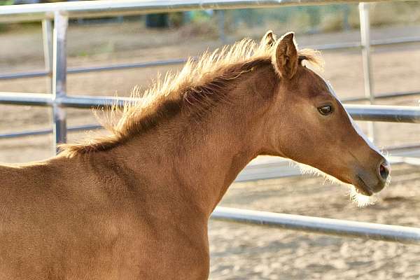 all-around-quarter-horse