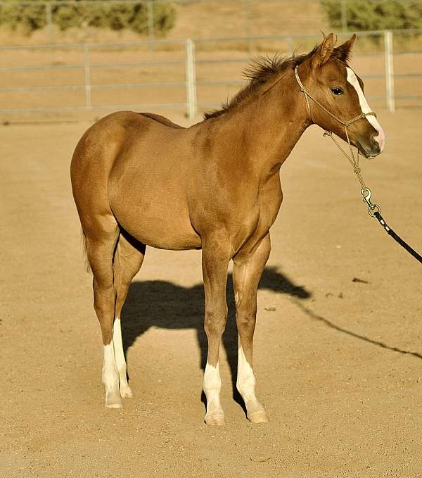 athletic-quarter-horse