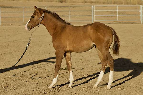 beginner-quarter-horse