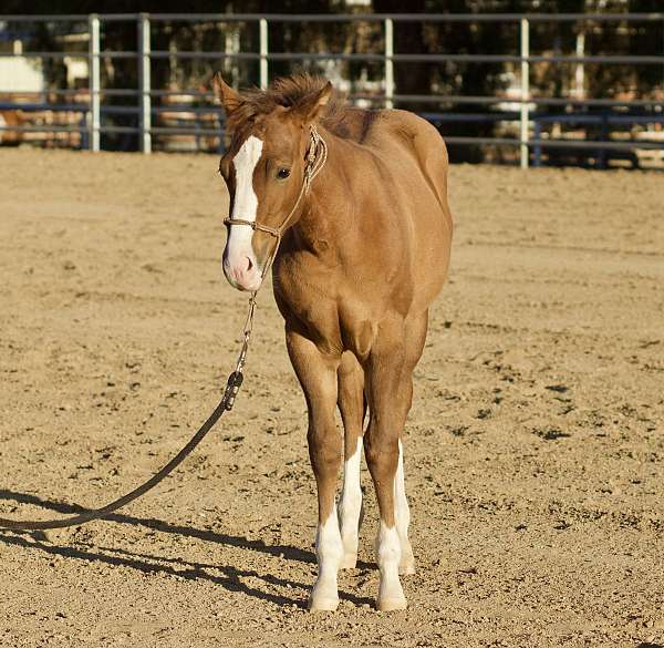 breeding-quarter-horse