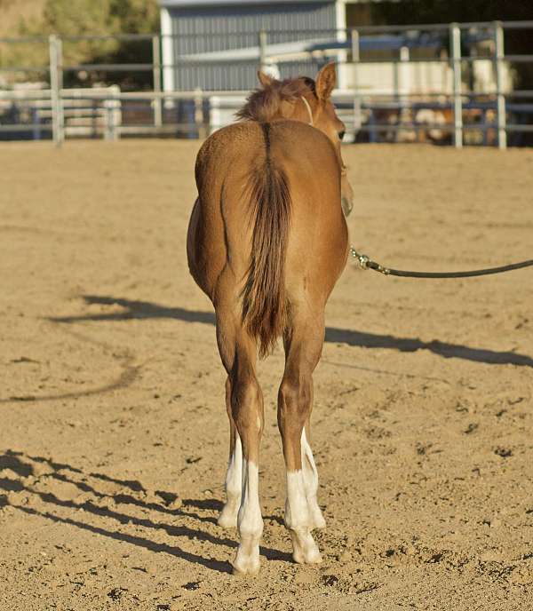 cowboy-mounted-shooting-quarter-horse