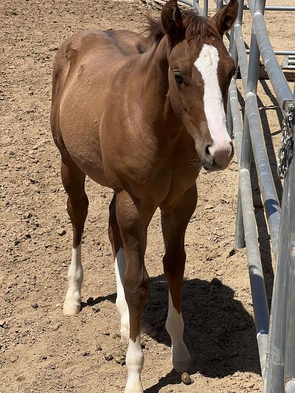 double-registered-quarter-horse