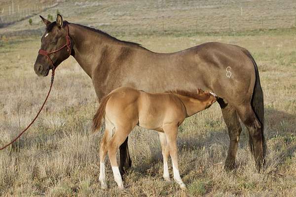 heel-quarter-horse