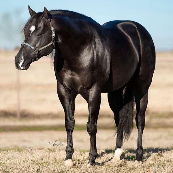 ranch-versatility-quarter-horse