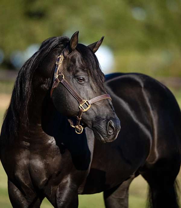 reined-cow-quarter-horse