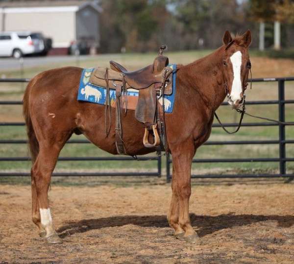 chestnut-blaze-horse