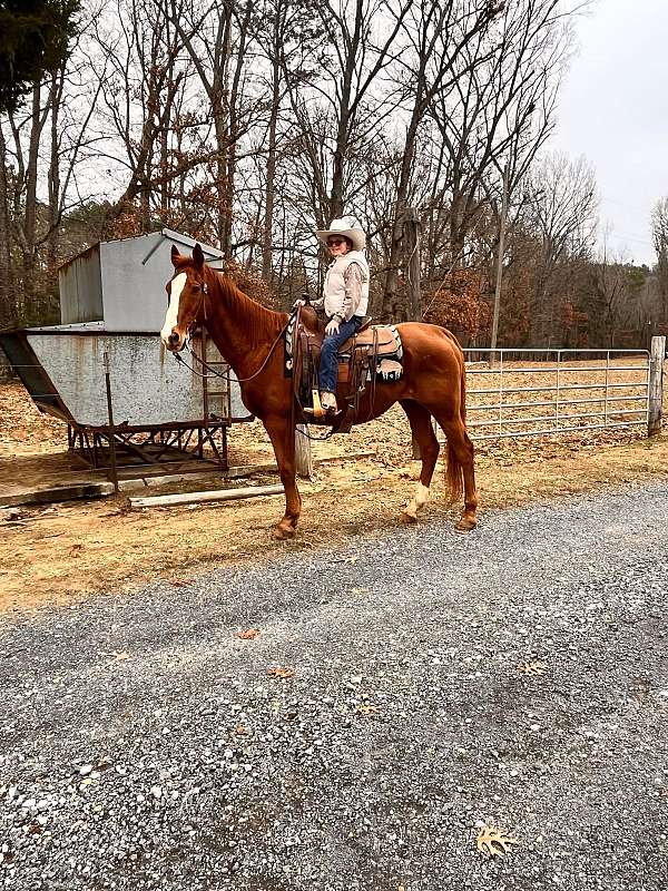 beginner-safe-quarter-horse