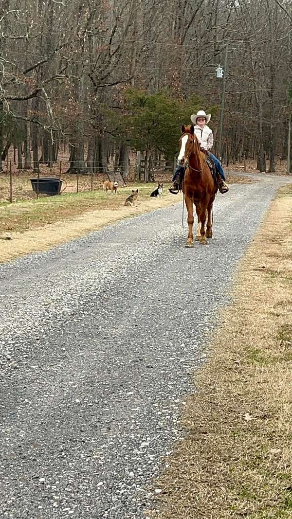 ranch-work-quarter-horse