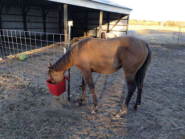 grulla-tiger-for-sale