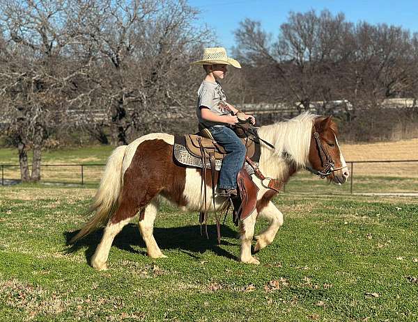 quarter-pony