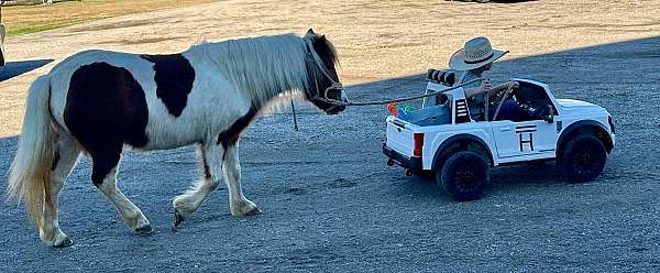 family-pony-quarter