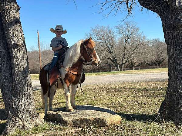 ranch-work-quarter-pony